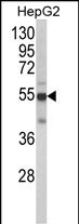 CYP2J2 (N-term)