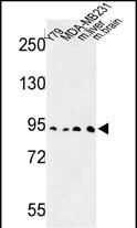 DPP10