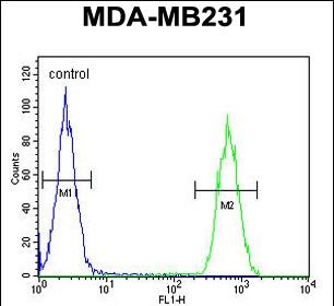Rabbit Polyclonal Antibody to CLTA
