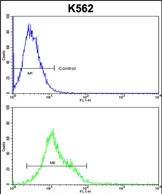 Rabbit Polyclonal Antibody to HSPH1