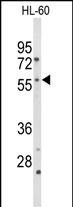 CYP2C19 (N-term)