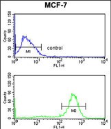 Rabbit Polyclonal Antibody to CHPF