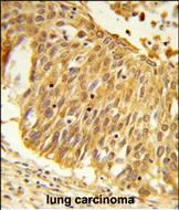 Rabbit Polyclonal Antibody to EEFSEC