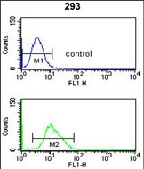 Rabbit Polyclonal Antibody to CDC14B