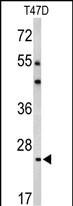 BCL2A1
