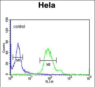 Rabbit Polyclonal Antibody to GABARAPL1
