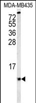 COX6A1