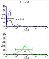 Rabbit Polyclonal Antibody to BAHD1