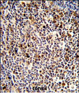 Rabbit Polyclonal Antibody to KIR3DL3