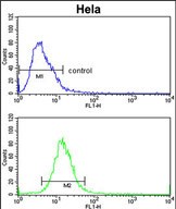 Rabbit Polyclonal Antibody to ADH6