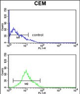 Rabbit Polyclonal Antibody to KCNJ11 (N-term)