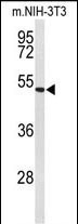 Rabbit Polyclonal Antibody to EFEMP2