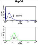 Rabbit Polyclonal Antibody to EFEMP2