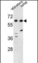 C19orf26