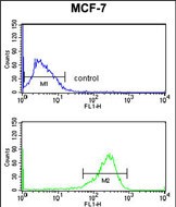 Rabbit Polyclonal Antibody to SELT (N-term)