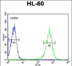 Rabbit Polyclonal Antibody to EYA4