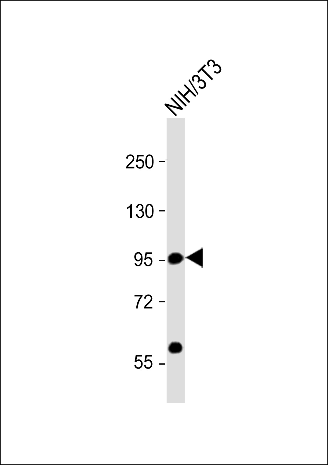 CD34