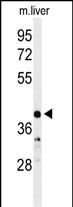CA5B