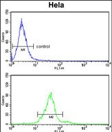 Rabbit Polyclonal Antibody to GALNT2 (N-term)