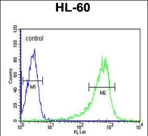 Rabbit Polyclonal Antibody to PLCB1