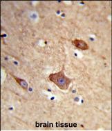 Rabbit Polyclonal Antibody to NXPH1 (N-term)