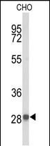 Rabbit Polyclonal Antibody to YIPF5 (N-term)