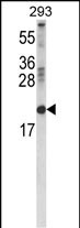 RBP2