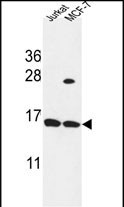 SPRR1A
