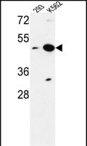 NUPL2 (N-term)