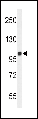 MICAL2 (N-term)