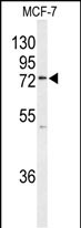 K0776