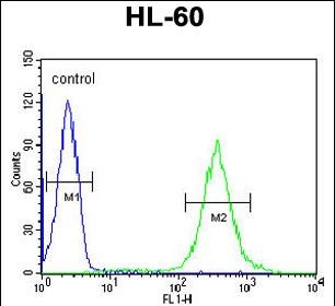 Rabbit Polyclonal Antibody to GDA (N-term)