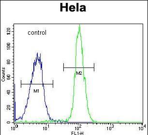 Rabbit Polyclonal Antibody to ADPRHL2 (N-term)