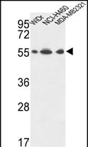ATP5A1