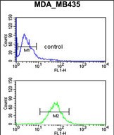 Rabbit Polyclonal Antibody to GNRH2