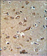 Rabbit Polyclonal Antibody to GPR180