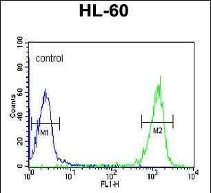 Rabbit Polyclonal Antibody to PATL1