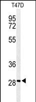 RHG19