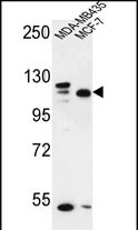 SEC24C