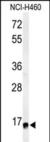 RPS13