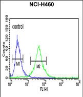 Rabbit Polyclonal Antibody to RPS13