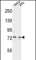 CEP63