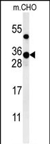 Rabbit Polyclonal Antibody to ZCH24  (C-term)