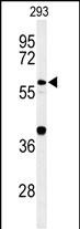 CDC45L