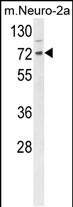 DNAJC2