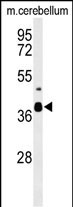 CC058