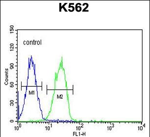 Rabbit Polyclonal Antibody to CLM1 (N-term)