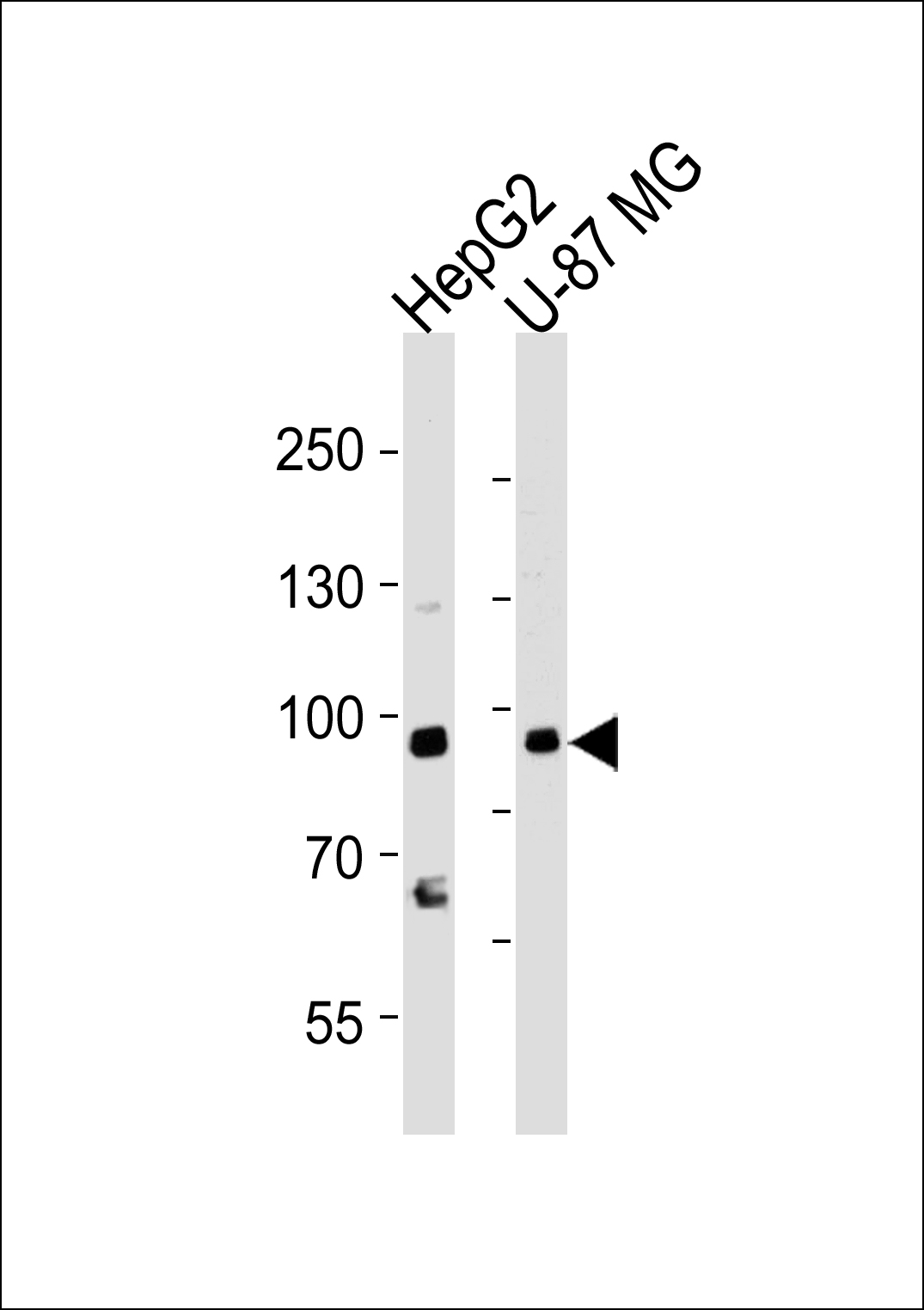 URG4