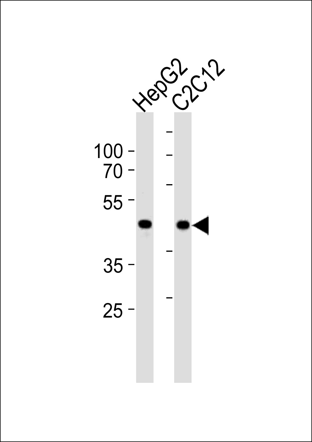 SMAD3-S208