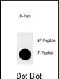 Phospho-MUC1(T1224)